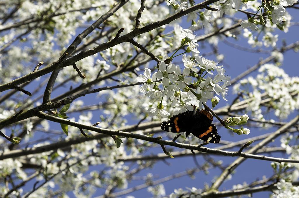 hanami ciliegi in fiore farfalla